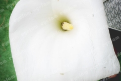 P1140782